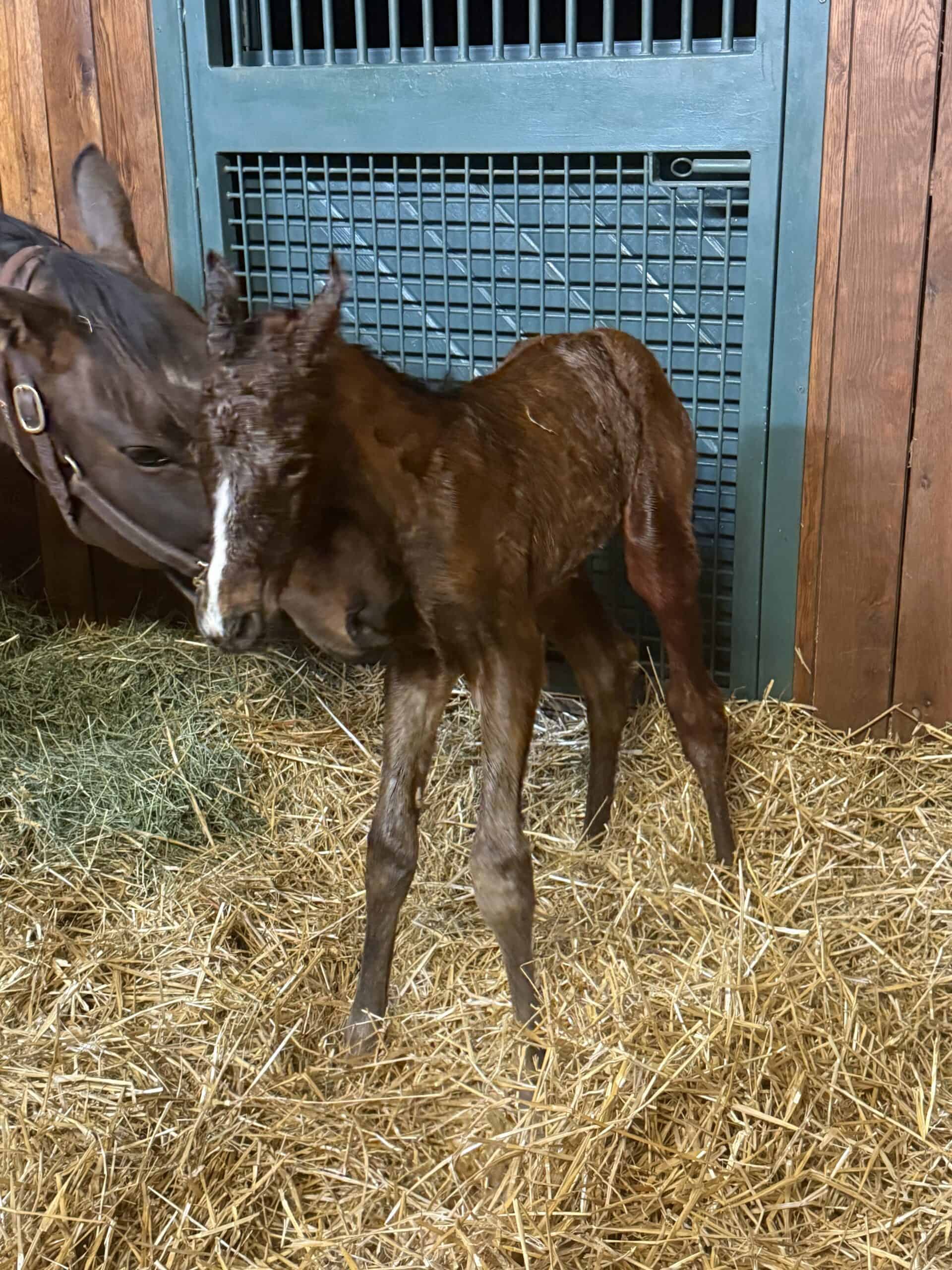 bay-colt-by-Annapolis-out-of-Seduction