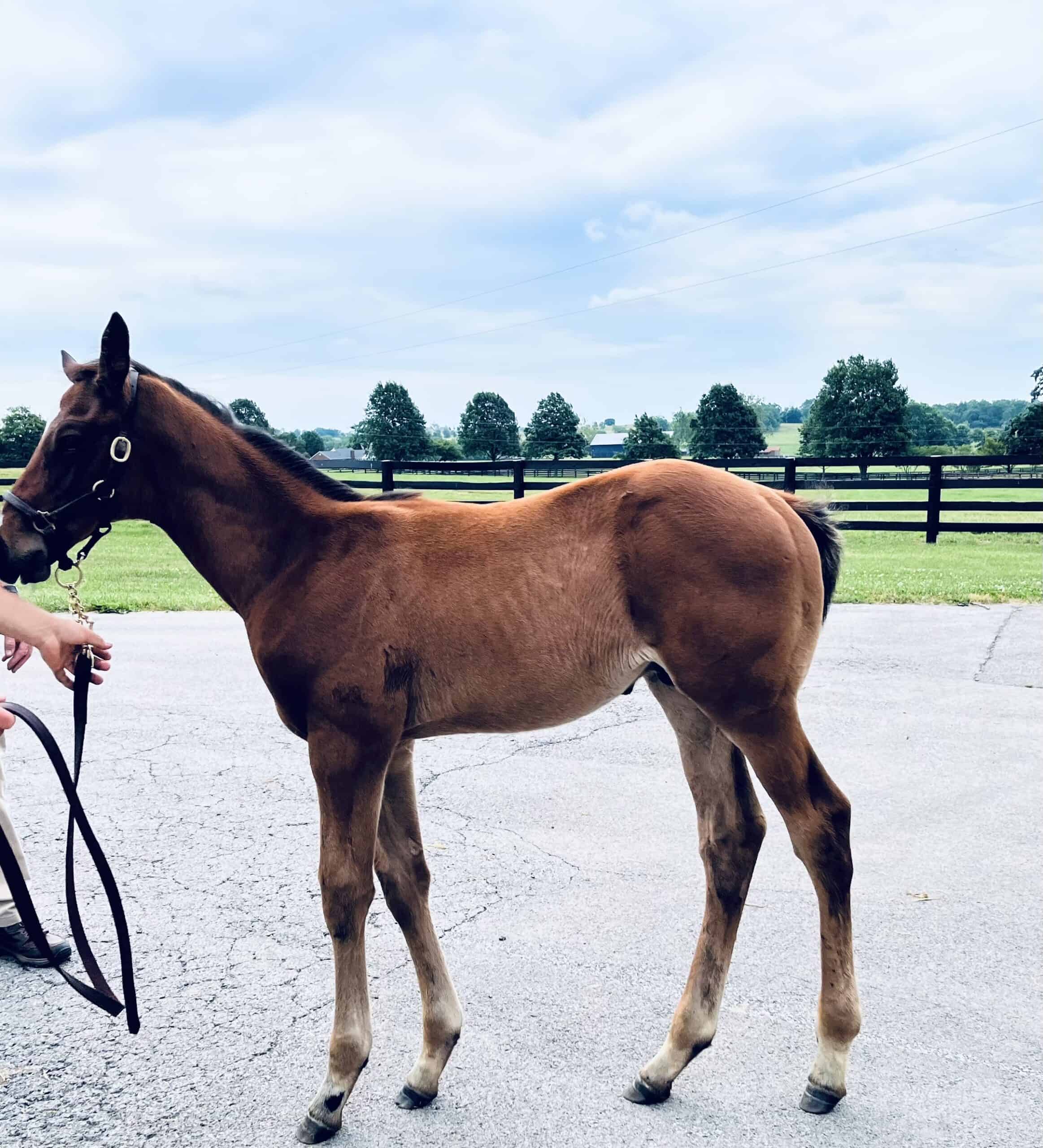 Southern Moon’s colt by Cogburn